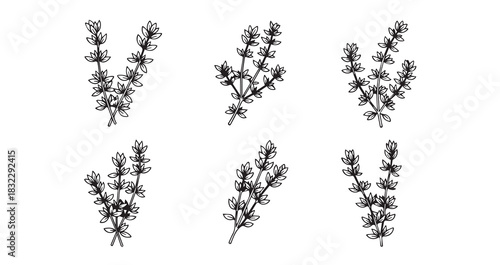 Thyme icon 6 pec set black line art