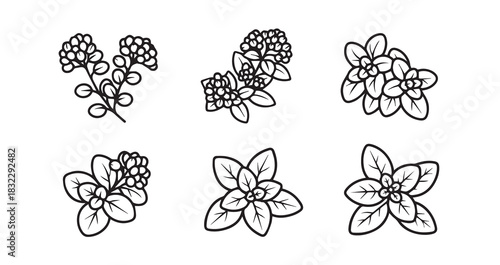 Oregano icon 6 pec set black line art