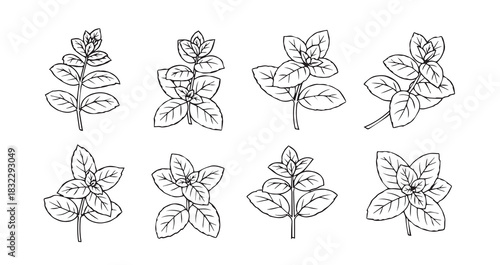 Basil icon 6 pec set black line art