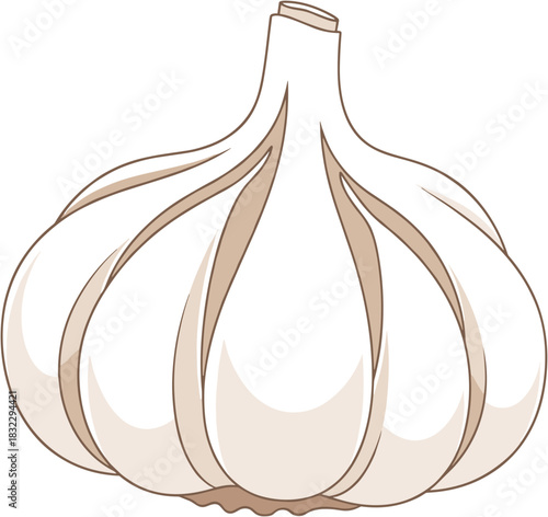 Whole garlic bulb on white background in minimalistic style copy space