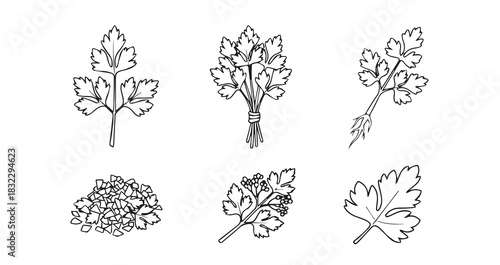 Parsley icon 6 pec set black line art