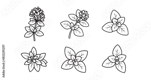 Oregano icon 6 pec set black line art