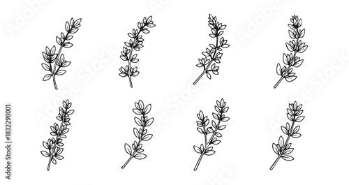 Thyme icon 6 pec set black line art