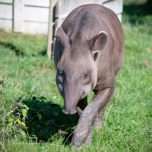 Brazilian Tapir Walking on Grass