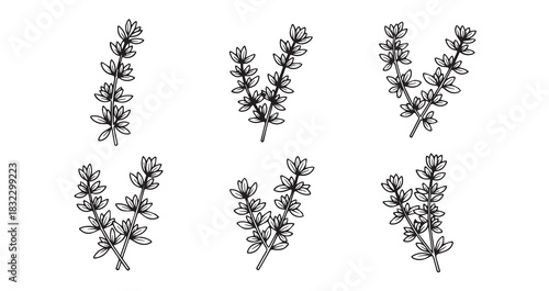 Thyme icon 6 pec set black line art