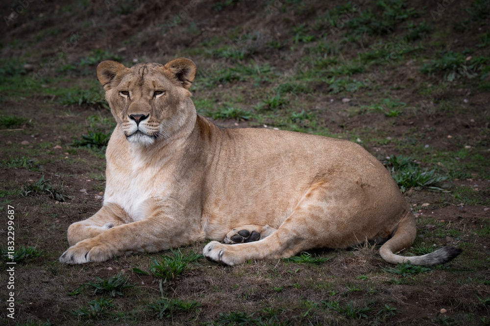 Fototapeta premium Female Lion at Rest on a Large Rock