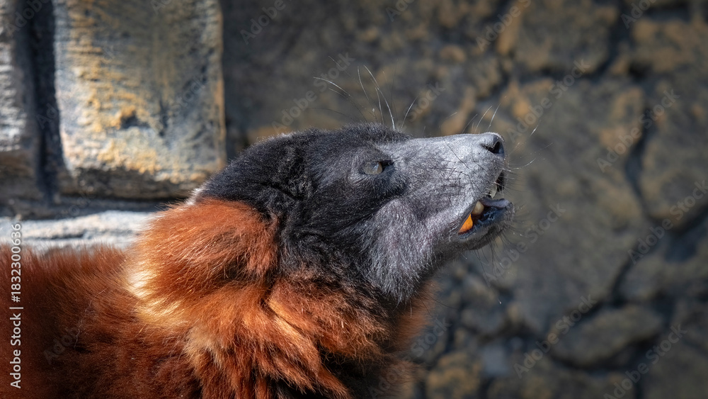 Naklejka premium Red Ruffed Lemur with a Mouth Full of Food