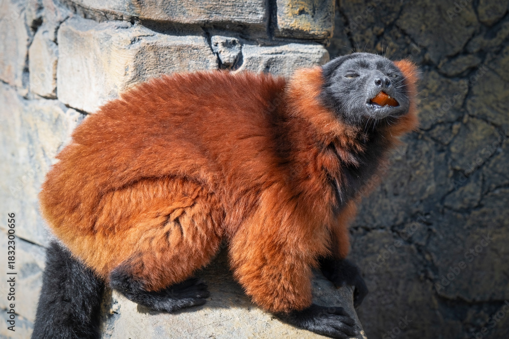 Fototapeta premium Red Ruffed Lemur with a Mouth Full of Food