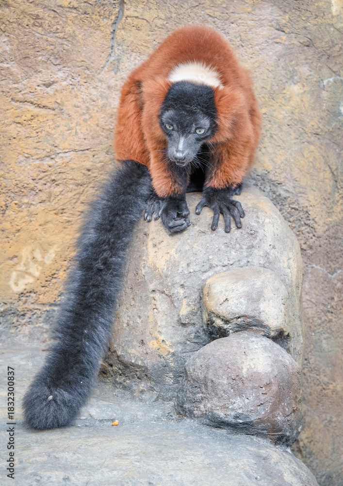 Obraz premium Red Ruffed Lemur Sitting on a Rock