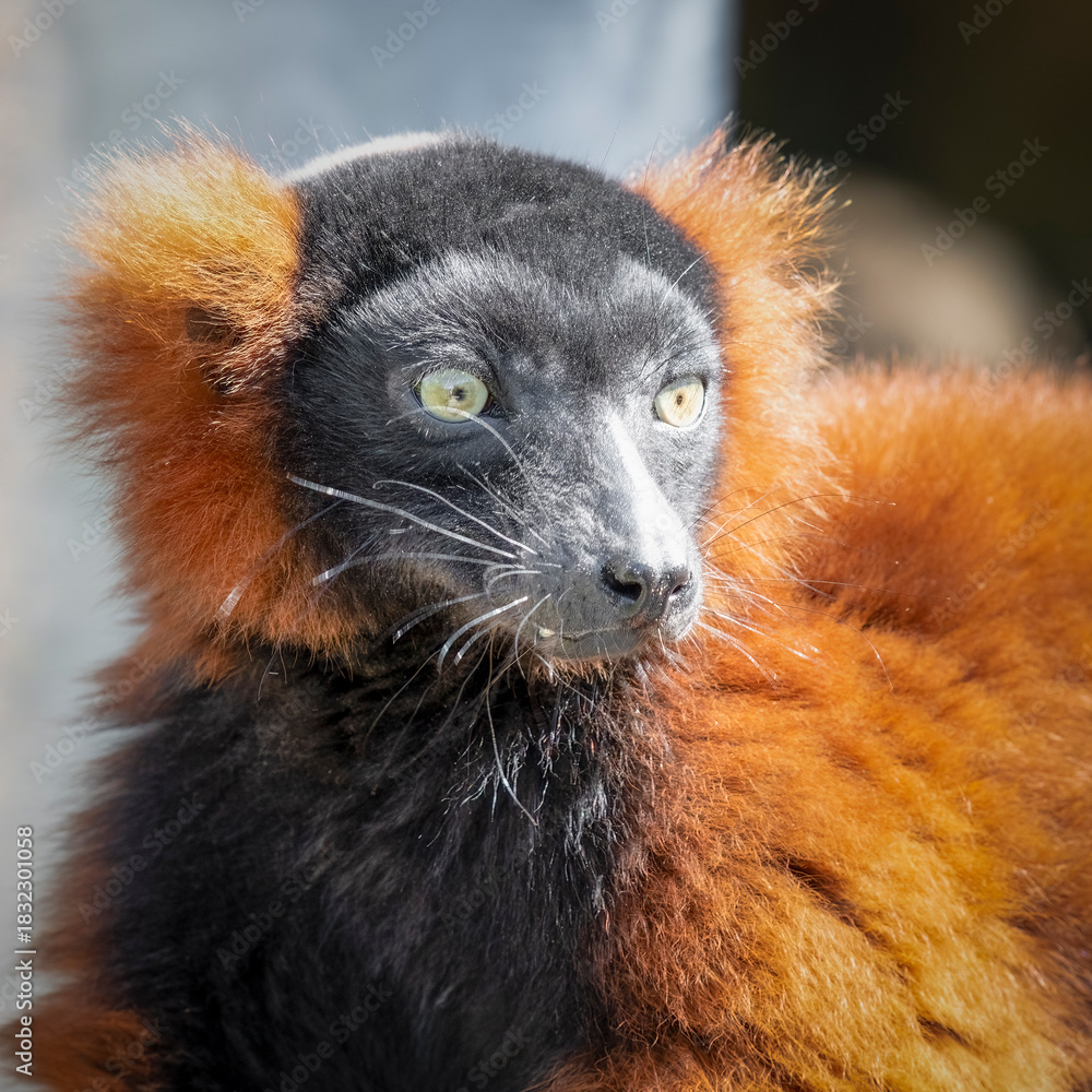 Obraz premium Red Ruffed Lemur