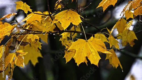 Bright yellow leaves cling to branches in a peaceful park as rain falls softly around. The autumn colors create a stunning contrast against the gray sky.