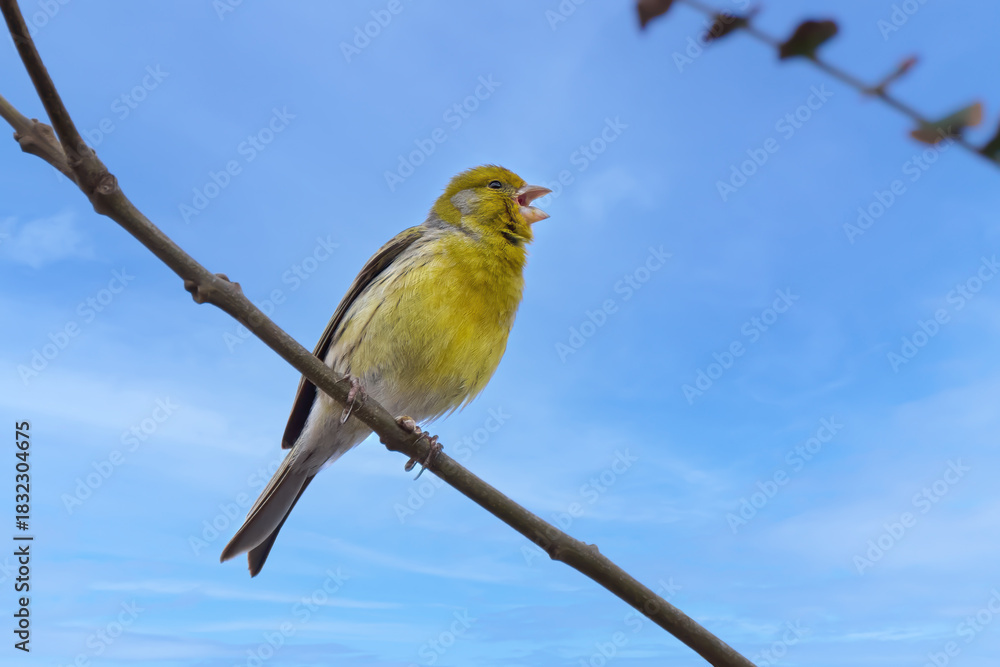Obraz premium Singender Kanarengirlitz (Serinus canaria) mit offenem Schnabel auf einem Zweig vor blauem Himmel - Valverde, El Hierro, Kanarische Inseln