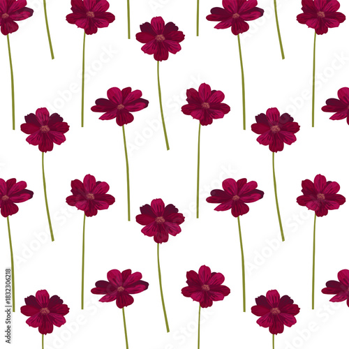 Seamless pattern Chocolate Cosmos Flower