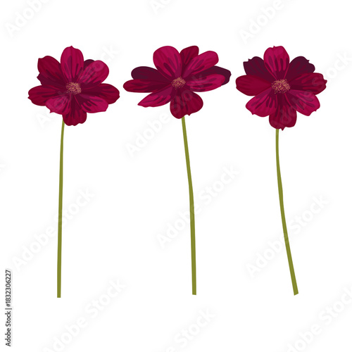 Chocolate Cosmos Flower