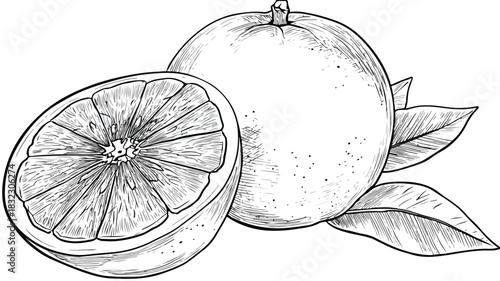 Vibrant Grapefruit Illustration with Text Overlay - Fresh and Citrusy Food Design
