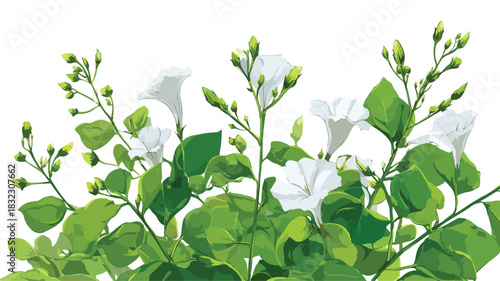 Green Plant with White Flowers and Vector Illustration of White Flowers