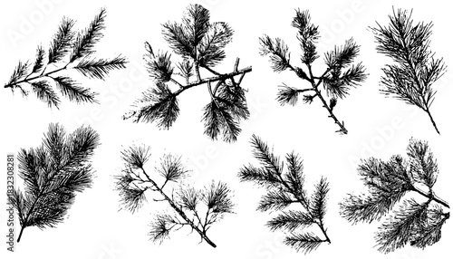 Vintage Botanical Pine Branches Set – Detailed Engraving Style Evergreen Foliage, Hand-Drawn Forest Vector Elements on Transparent Background