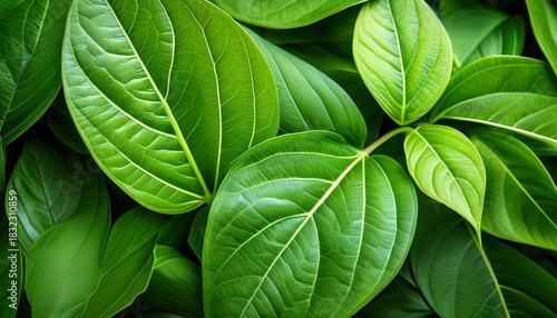 close up of vibrant green leaves detailed texture