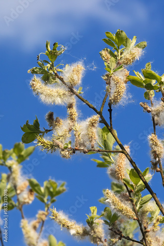 Fruchtstände mit Samen der Grauweide (Salix cinerea, Aschweide), mit blauem Himmel. Die Samen der Weiden verfügen über Flughaare und werden vom Wind verbreitet (Anemochorie).