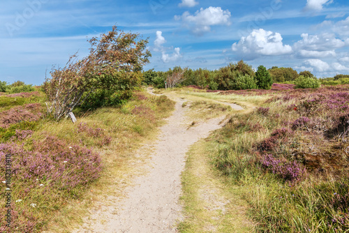 Weg durch die Duhner Heide, Teil der Cuxhavener Küstenheiden in Cuxhaven, Niedersachsen zur Zeit der Heideblüte, mit Besenheide (Calluna vulgaris)