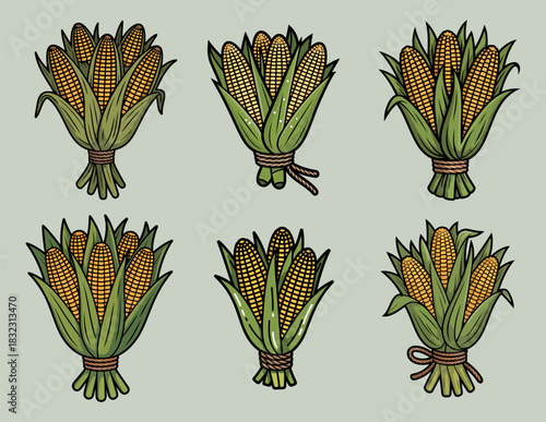Fresh Corn on the Cob Bundles for Fall Decorations and Crafting