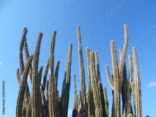 RIQUESAS NATURALES DE LA GUAJIRA COLOMBIA CULTURA WAYU, AVES Y NATURALEZA