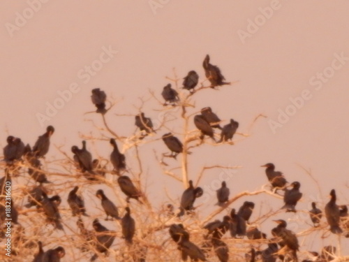 RIQUESAS NATURALES DE LA GUAJIRA COLOMBIA CULTURA WAYU, AVES Y NATURALEZA