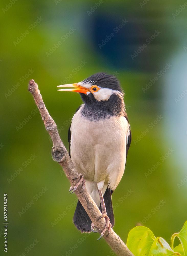 Fototapeta premium Indian pied myna 