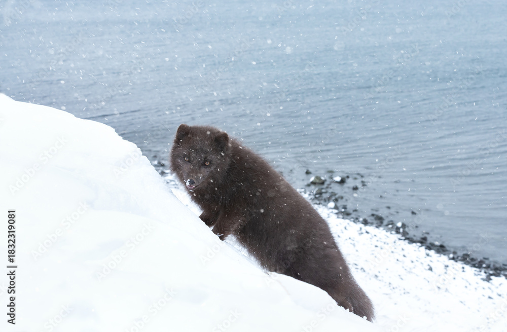Obraz premium Blue morph Arctic fox standing on a steep snowy bank next to the ocean