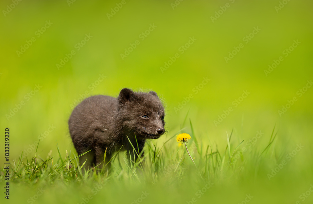 Naklejka premium Cute blue morph Arctic fox cub in green meadow, Hornstrandir, Iceland
