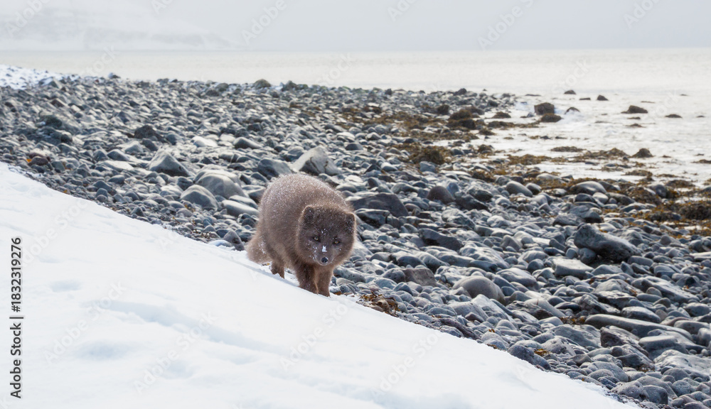 Naklejka premium Blue morph Arctic fox foraging on a snowy shoreline in Iceland