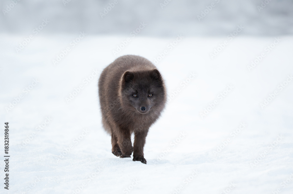Fototapeta premium Blue morph Arctic fox walking in a snowy white winter landscape