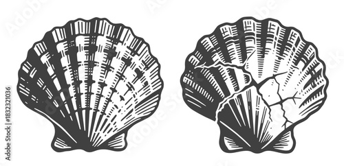 Two detailed black and white scallop seashells: one whole, one broken. Perfect vector illustration for beach, nautical, and coastal designs