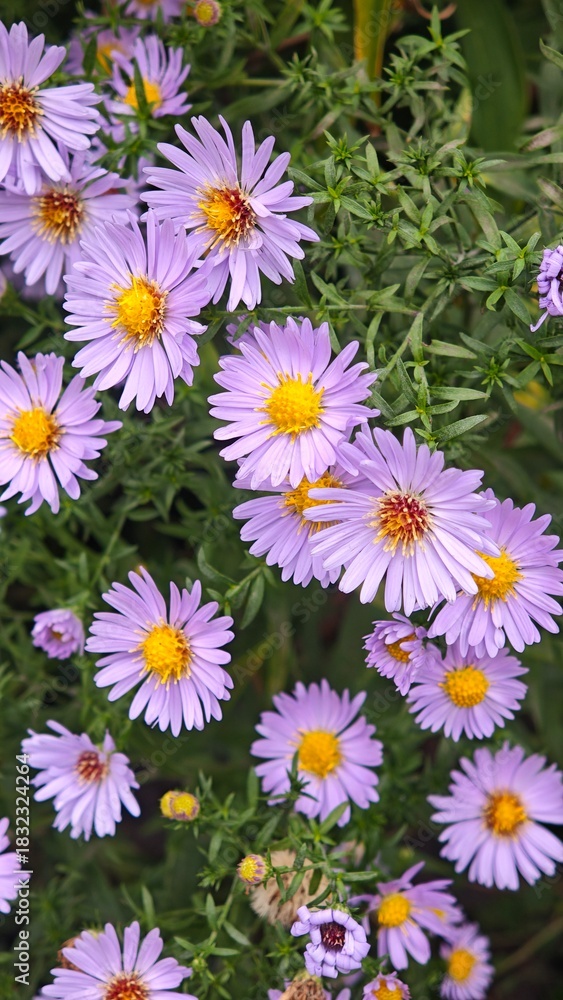 Fototapeta premium Purple asters with bright yellow centers bloom densely among green foliage in a garden setting. The scene conveys a fresh floral mood and vibrant botanical concept