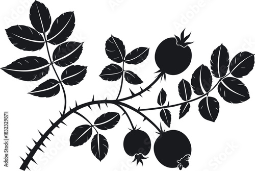 Black silhouette of a rose hip branch with leaves and ripe fruit, , perfect for botanical illustration or nature design element