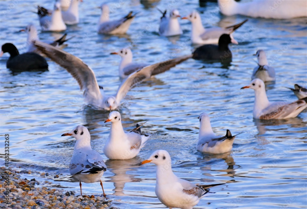 Fototapeta premium Flock of seagull bird fly above the sea in sunset, waterbird background