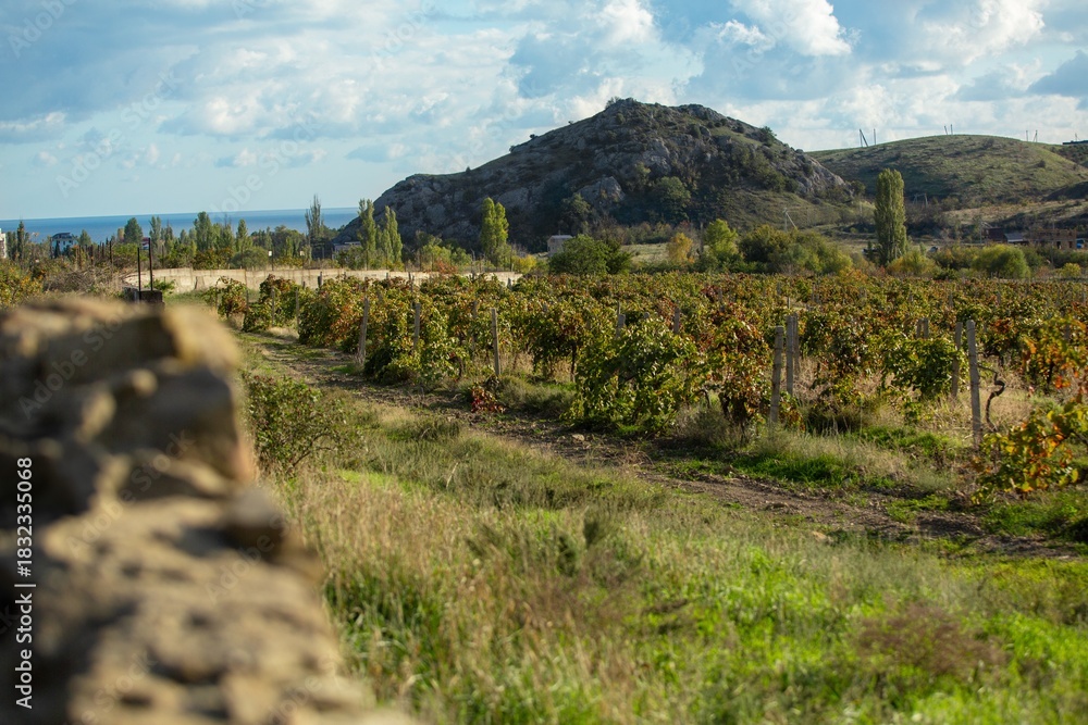 Naklejka premium Vineyard agricultural fields aerial landscape during sunrise.