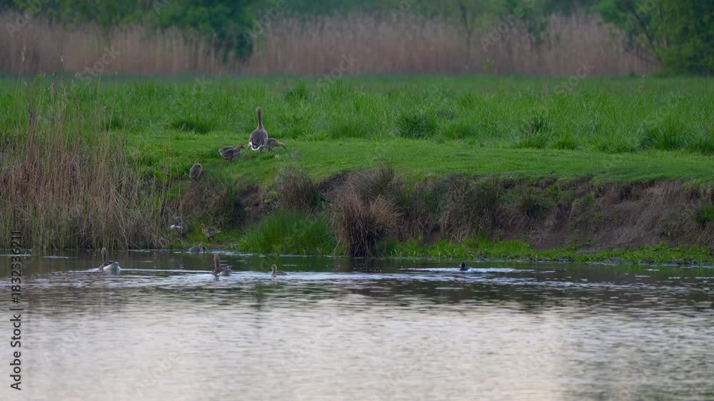 custom made wallpaper toronto digital family of geese comes to the river bank