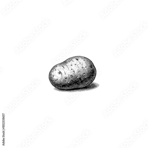 Potato  - Vintage Engraving Style.