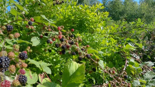 Blackberries Ripening in Summer Sunshine 4K UHD.Fresh, ripening blackberries on the bush. 4K. UHD.
