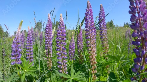 Purple Lupines in Peaceful Meadow 4K UHD.Bees moving from flower to flower on Purple Lupines in a green field. 4K, UHD.
