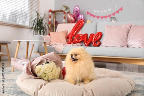 Cute Pomeranian dog with bo...