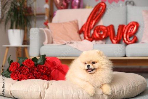 Cute Pomeranian dog with bo...