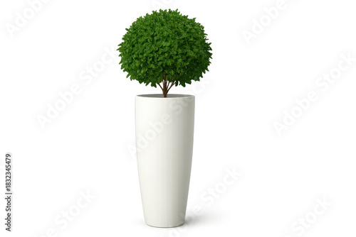 Green topiary in white pot isolated on transparent background for design use