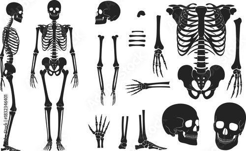 Human skeleton and bone silhouette vector set, skull, spine, ribs, limbs, anatomical icons, flat illustration, side view, medical concept