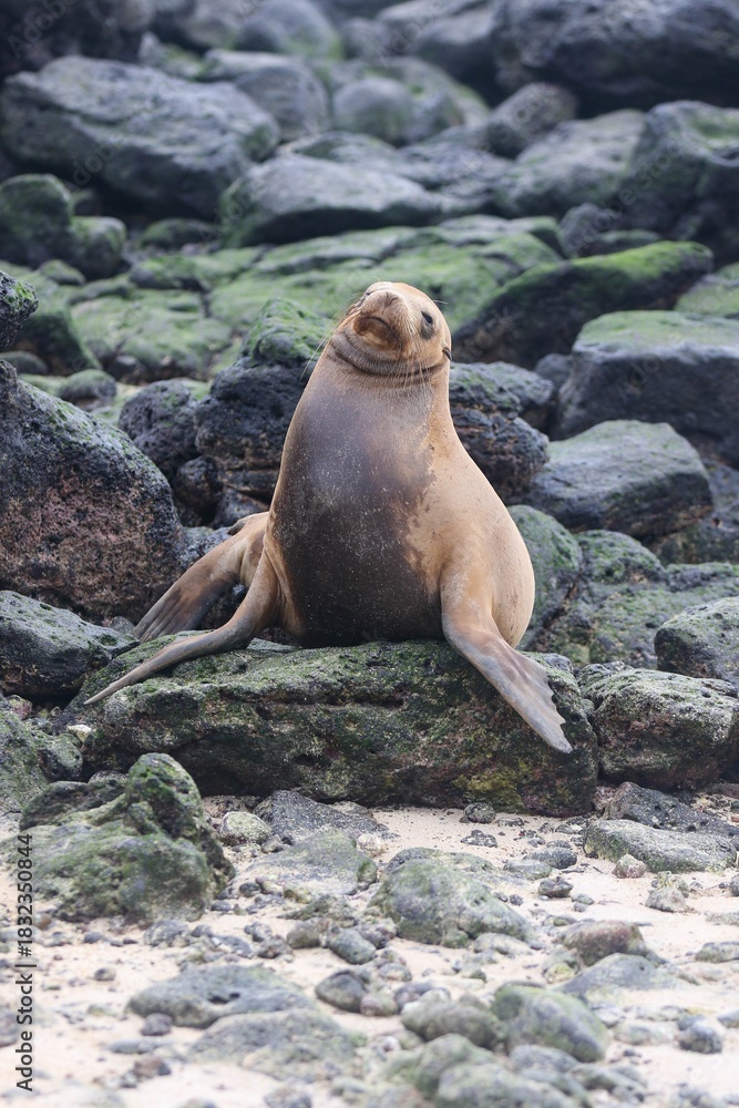 Fototapeta premium Light Brown Galápagos Sea Lion Sleeping Upright On Black Rock Bed In the Galápagos Islands 