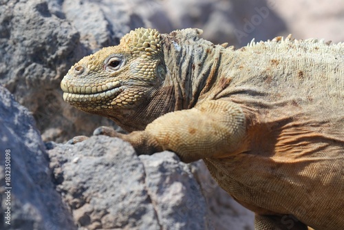 Close-up Of Santa Fe Land Iguana's Head (Conolophus pallidus) As It Climbs over the rocks in Galapagos Islands 