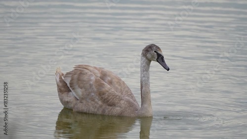 Wallpaper Mural young swan in the water Torontodigital.ca