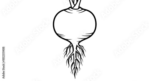 Black and white line art illustration of a root vegetable with roots