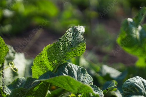 Black insects eating and spoiling green leaves in the garden during summer create visible damage patterns, showing nature’s delicate balance, stressing plant vulnerability and the need for careful pro
